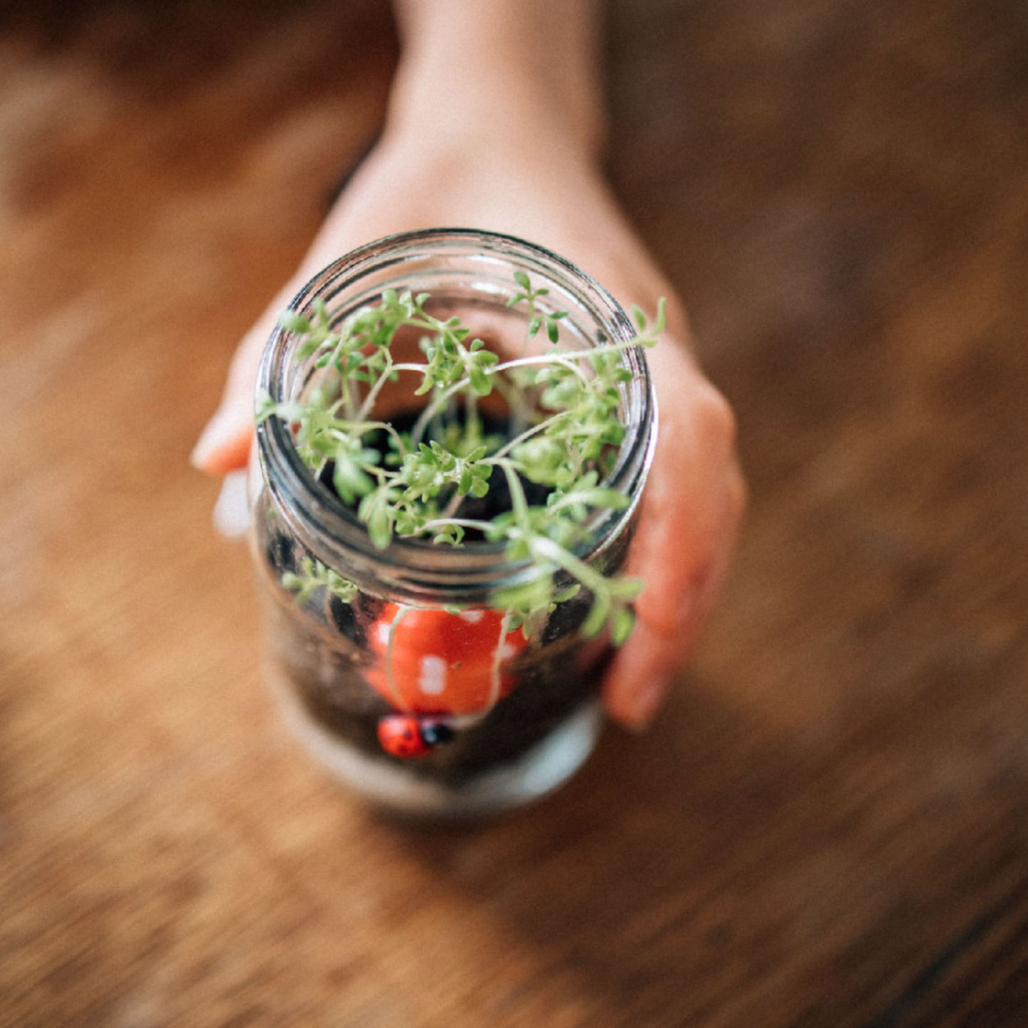 POPPY & DAISY - Let's Create Mini Garden Kit